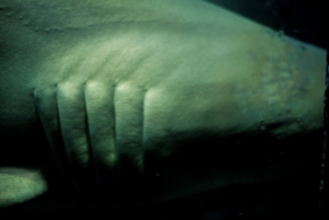Close-up of a shark's body showing its gills and rough skin texture in an aquarium setting.