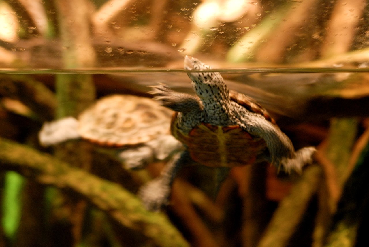 A turtle swims toward the water's surface, stretching its head above for air in an aquarium setting.