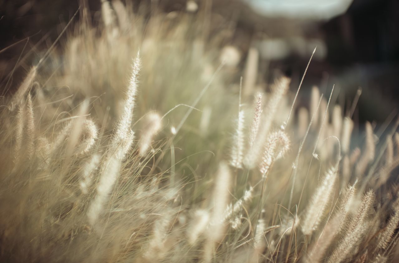 Close-up of tall, soft grass with feathery tops, gently swaying in natural light.