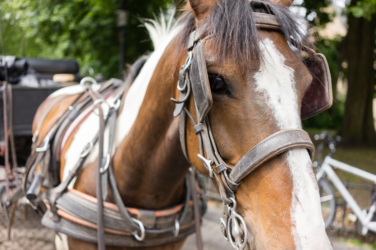 A brown and white horse wearing a harness is attached to a carriage, ready for a ride.