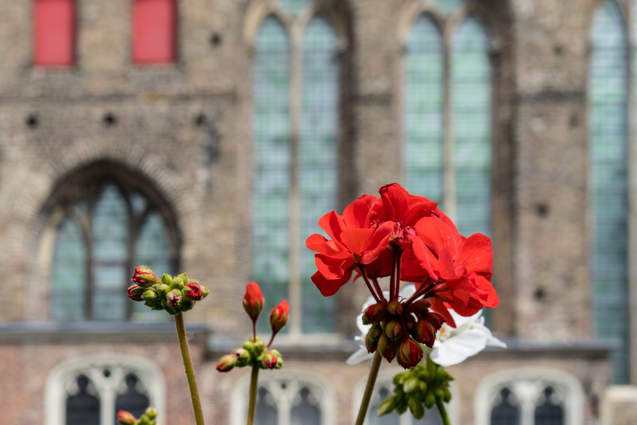 Red flowers in the foreground with an old brick hospital building and arched windows in the background.