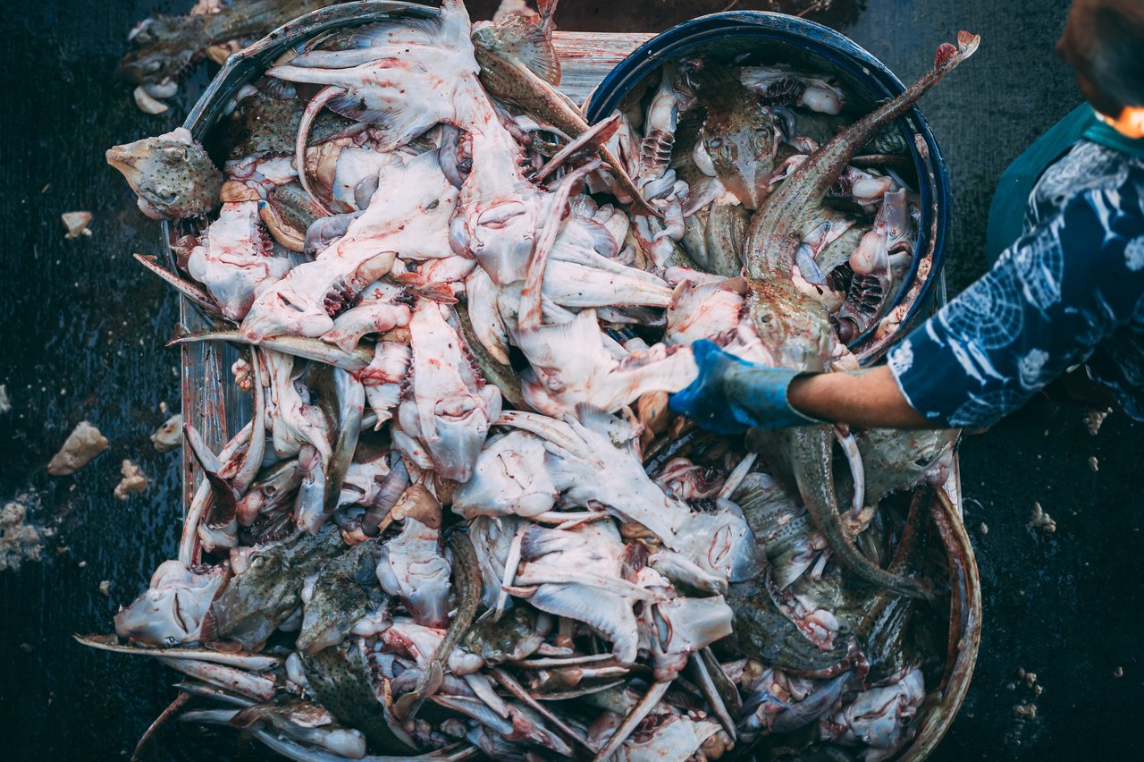 Worker sorting freshly unloaded fish at Chatham Pier Fish Market, handling a pile of seafood with gloved hands.