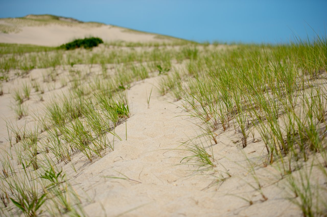 A sandy trail winds through grassy dunes under a clear blue sky in Provincetown.