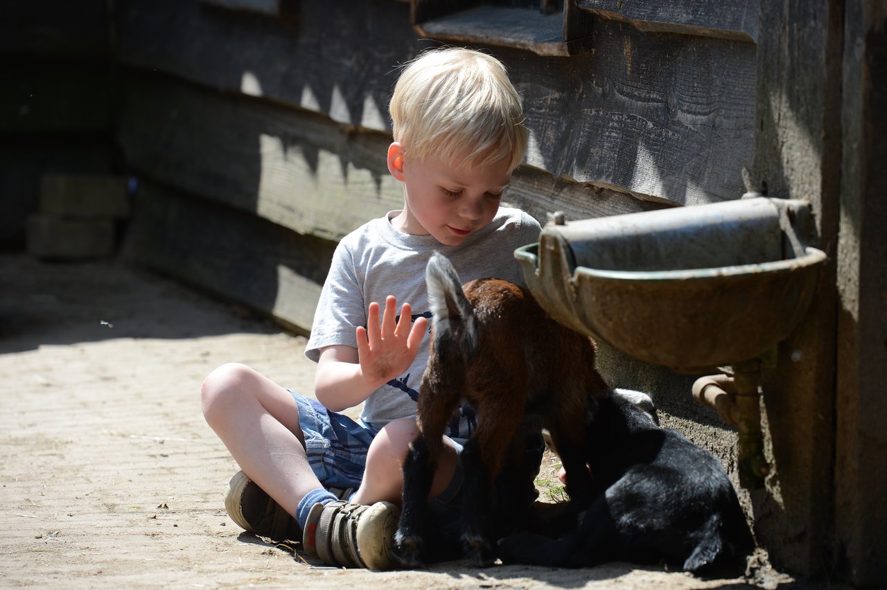A young child sits on the ground, gently touching two small goats near a wooden structure and water trough.