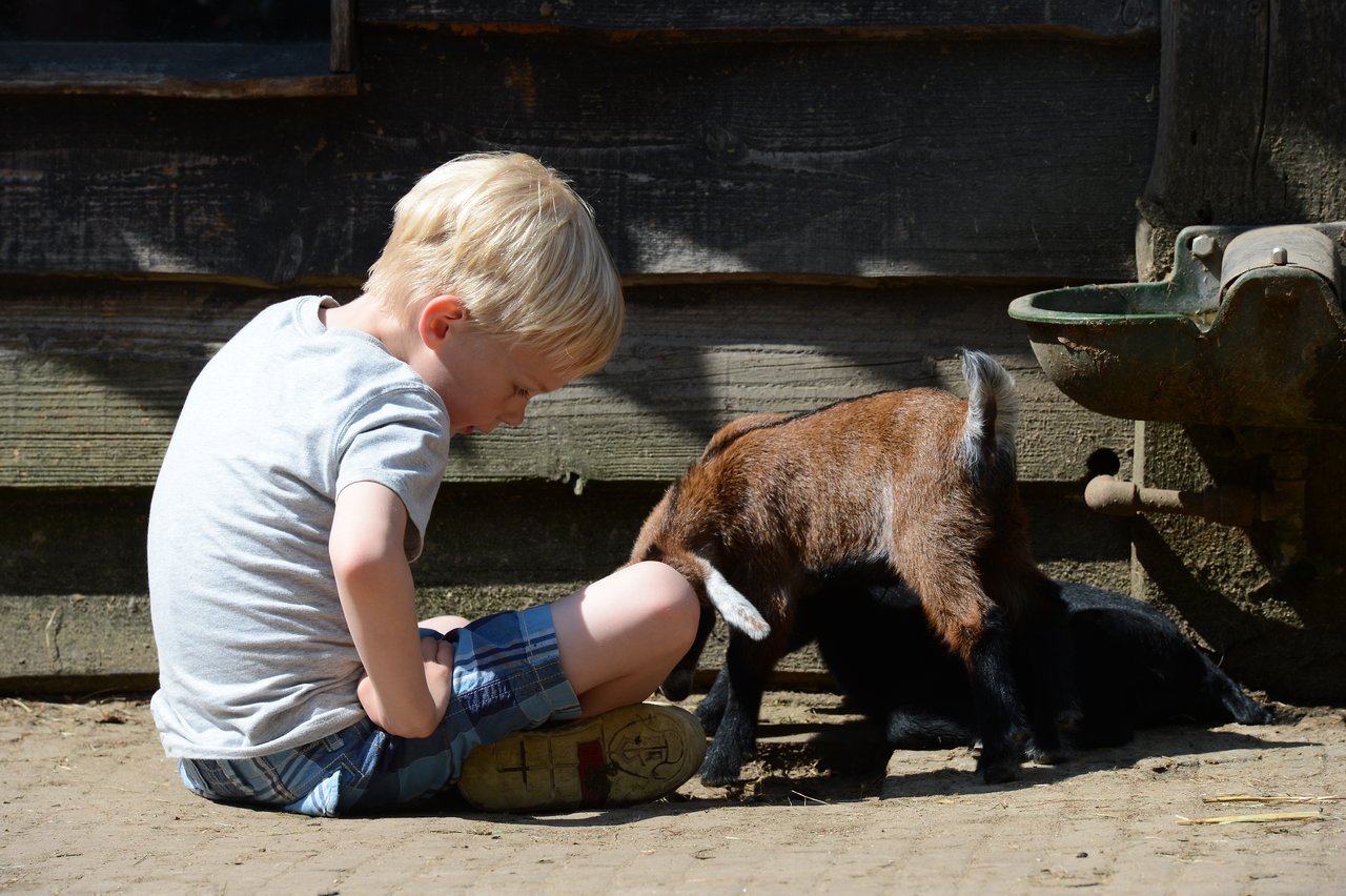 A young child sits on the ground, watching two small goats interacting near a wooden wall and water trough.