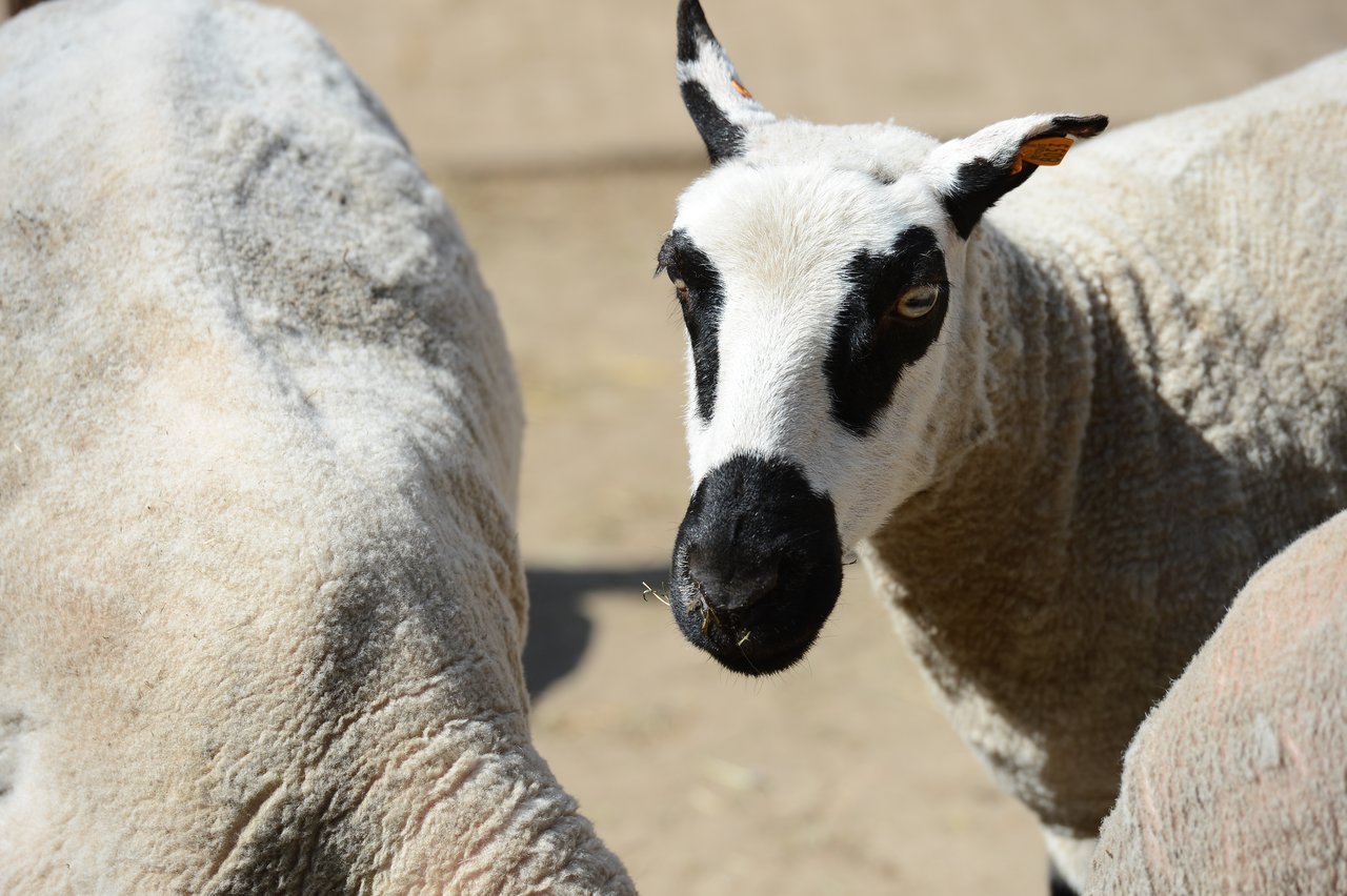 A black-and-white sheep with short fur looks directly at the camera, surrounded by other sheep in the background.