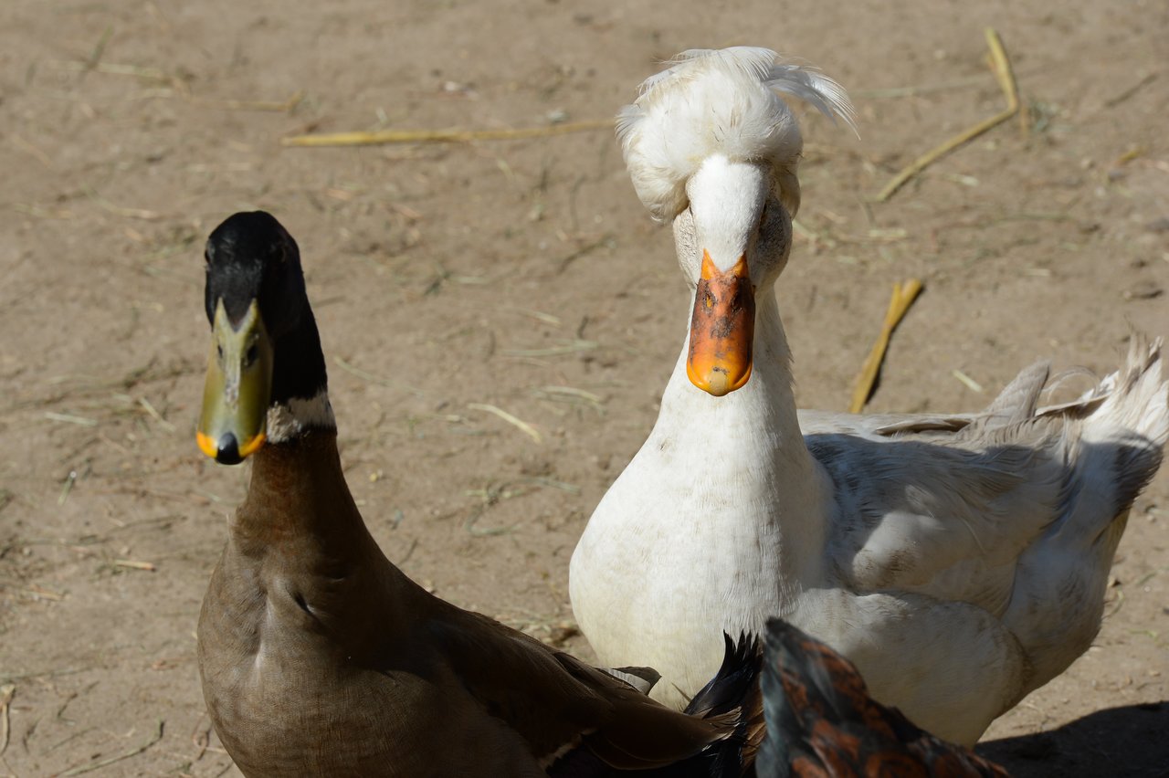 A white duck with a fluffy crest and a brown duck stand on dry ground, looking towards the camera.