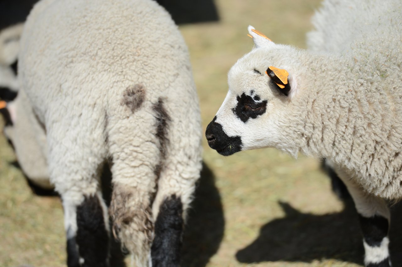 Two sheep with black and white fur stand on grass, one facing the camera while the other faces away.