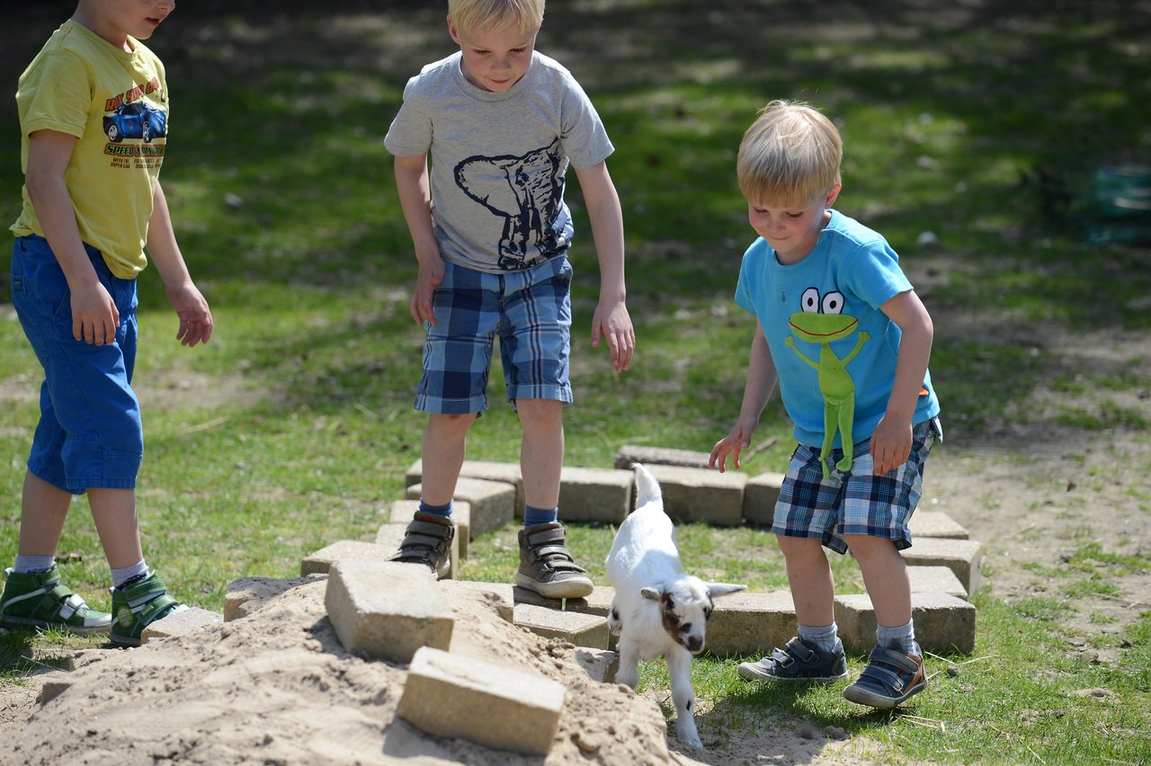Three young boys watch a small white goat walking on sand and bricks in an outdoor setting.