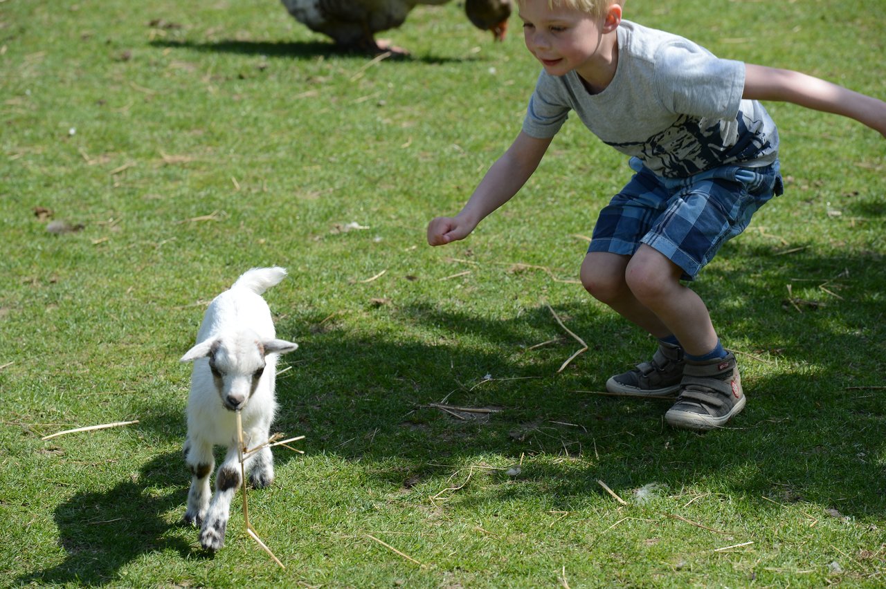 A young boy in a gray shirt and blue shorts playfully chases a small white goat holding a stick.