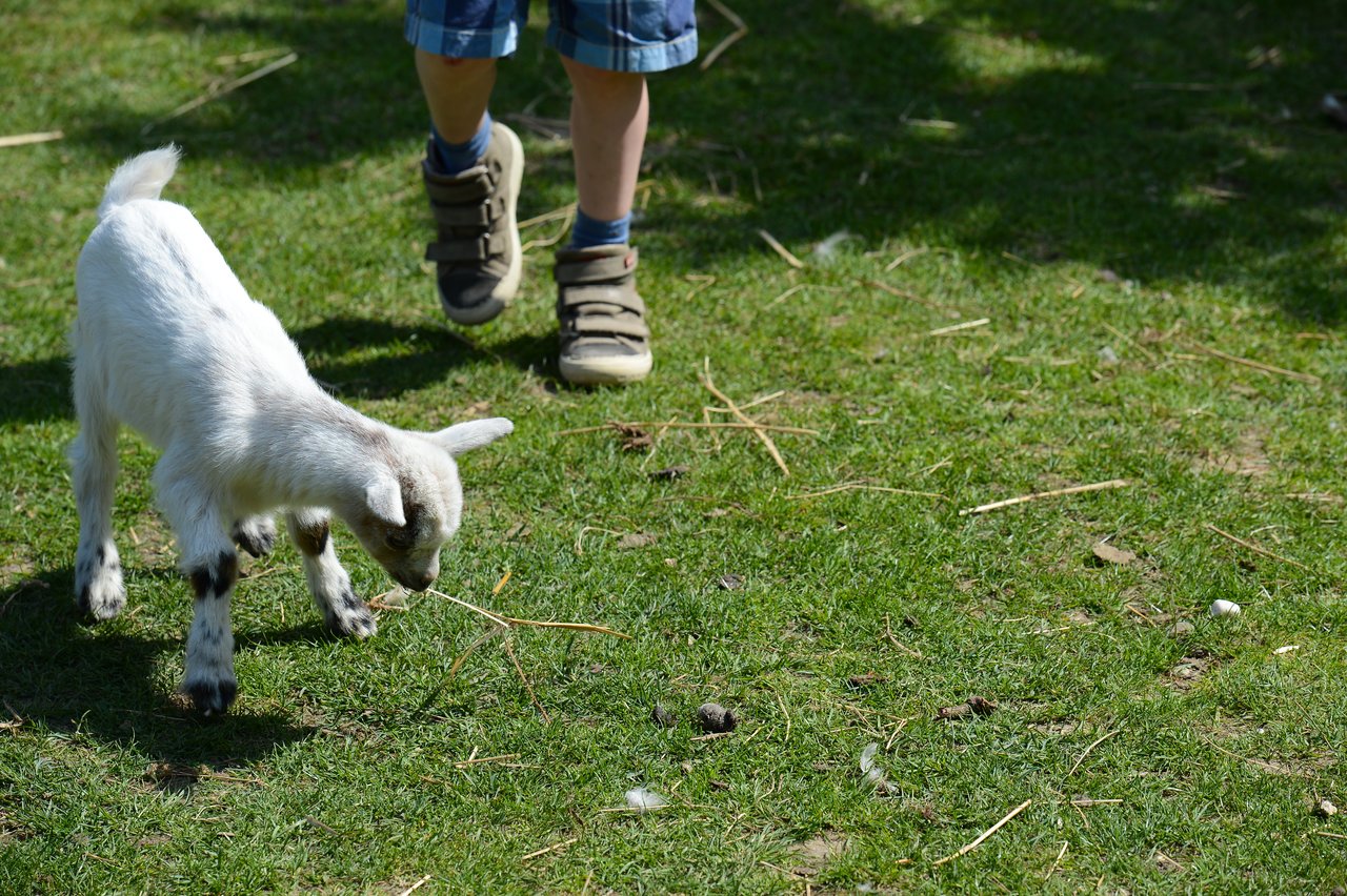 A small white goat sniffs the grass while a child in shorts and sneakers stands nearby.