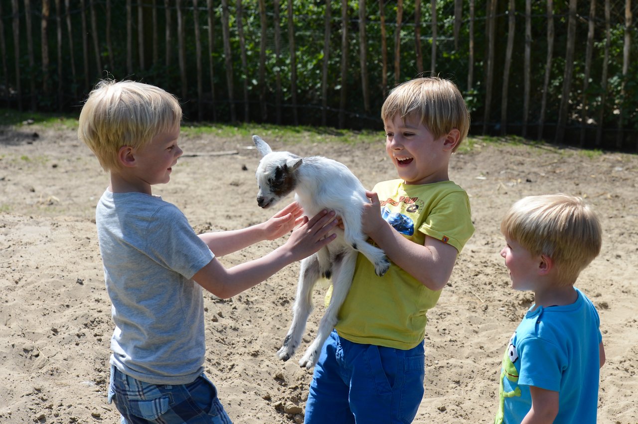 Three young boys smile as one of them holds a small white and brown baby goat in an outdoor setting.