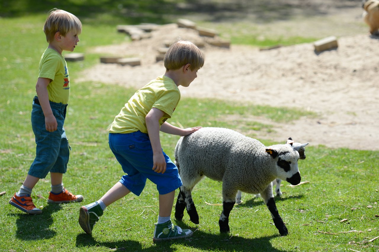 Two young children in yellow shirts approach a sheep on a grassy field, with one reaching out to touch it.