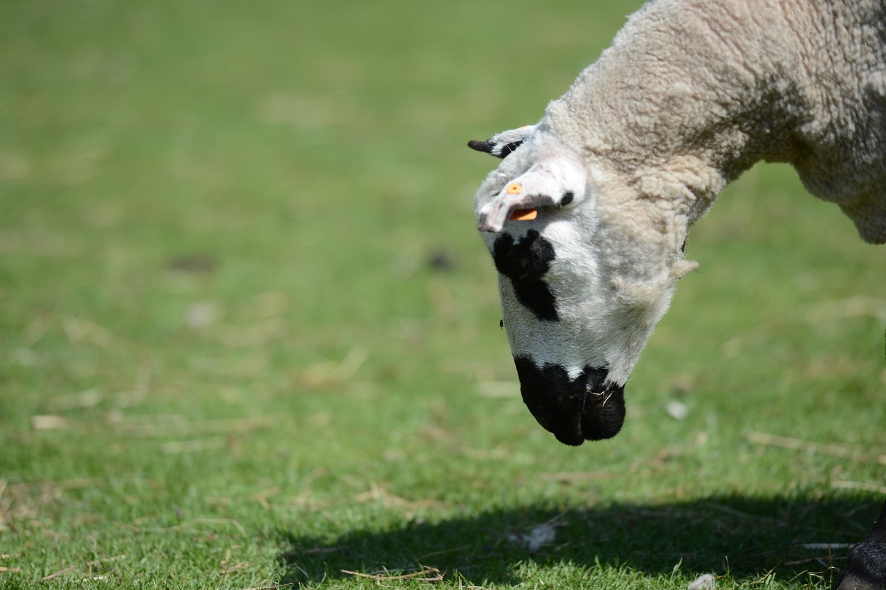 A sheep with black and white markings grazes on a grassy field, its head lowered toward the ground.