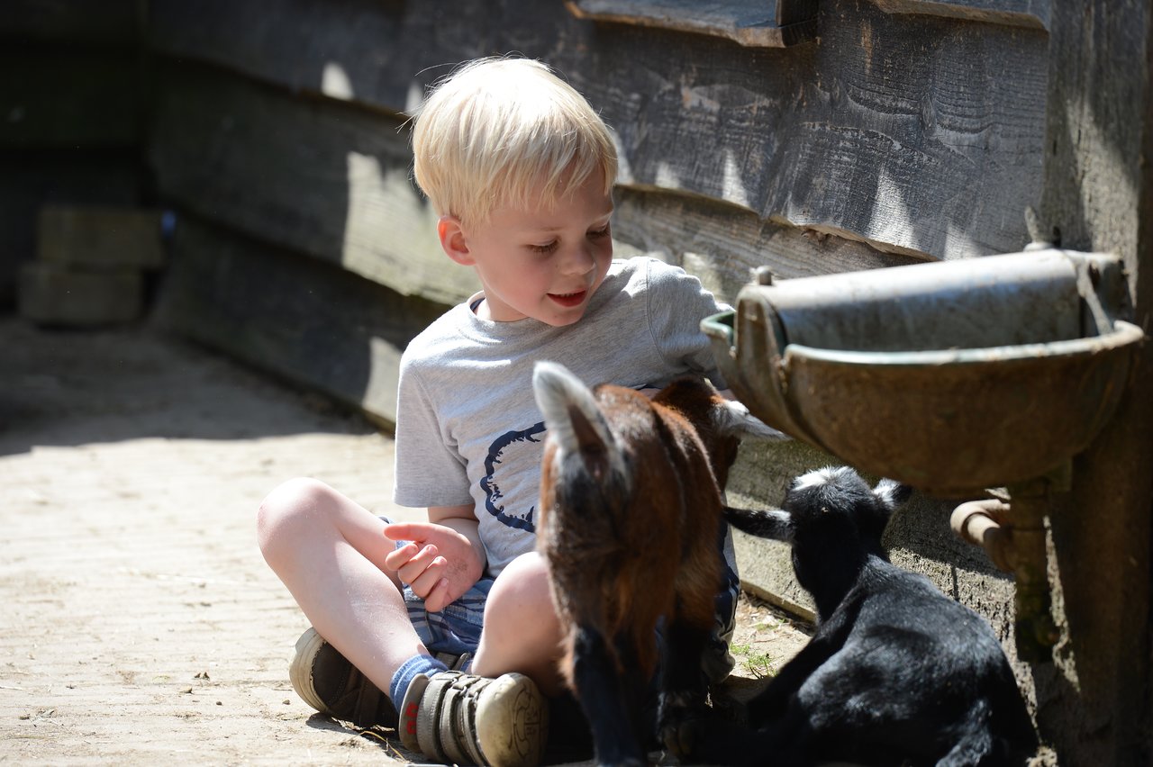 A young child sits on the ground, gently petting two small goats near a water trough.