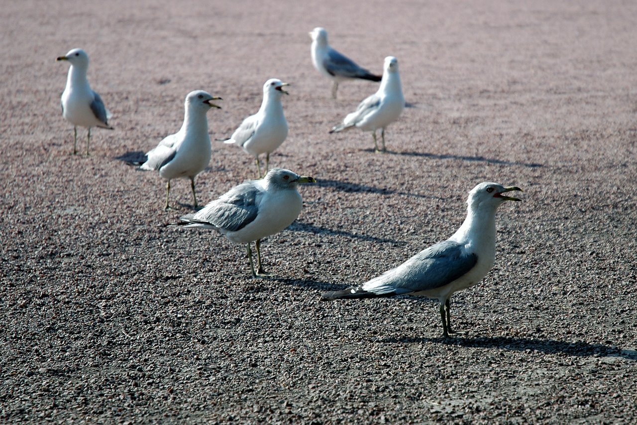 A group of seagulls stands on gravel, with some birds opening their beaks as if calling or communicating.