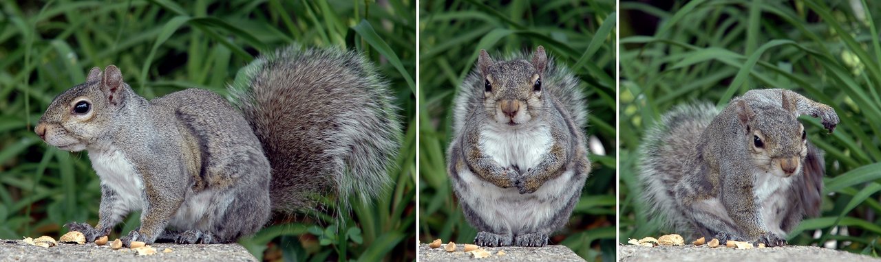 A squirrel on a stone ledge with scattered peanuts, pausing, staring ahead, and scratching its side.