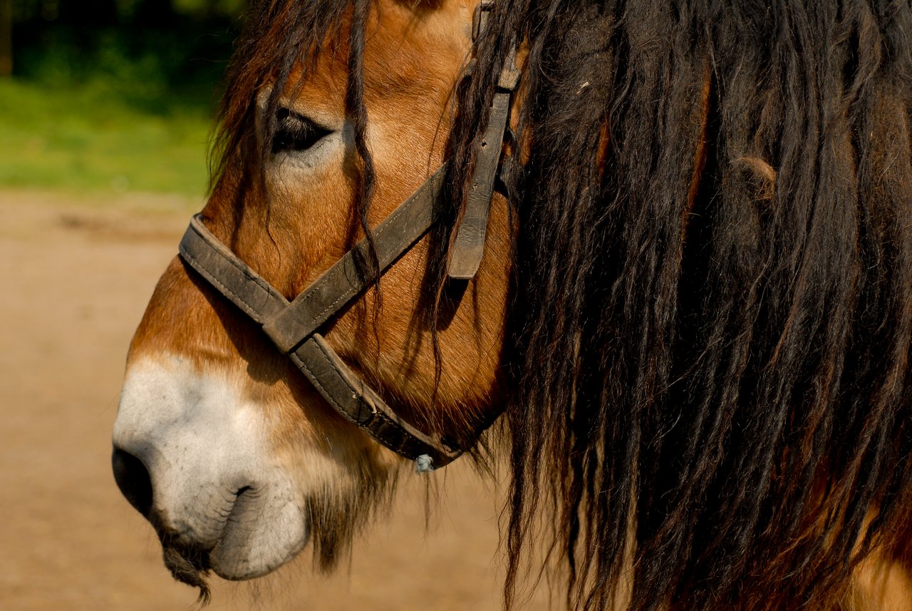 Close-up of a brown horse with a black mane, wearing a harness, standing outdoors in natural light.
