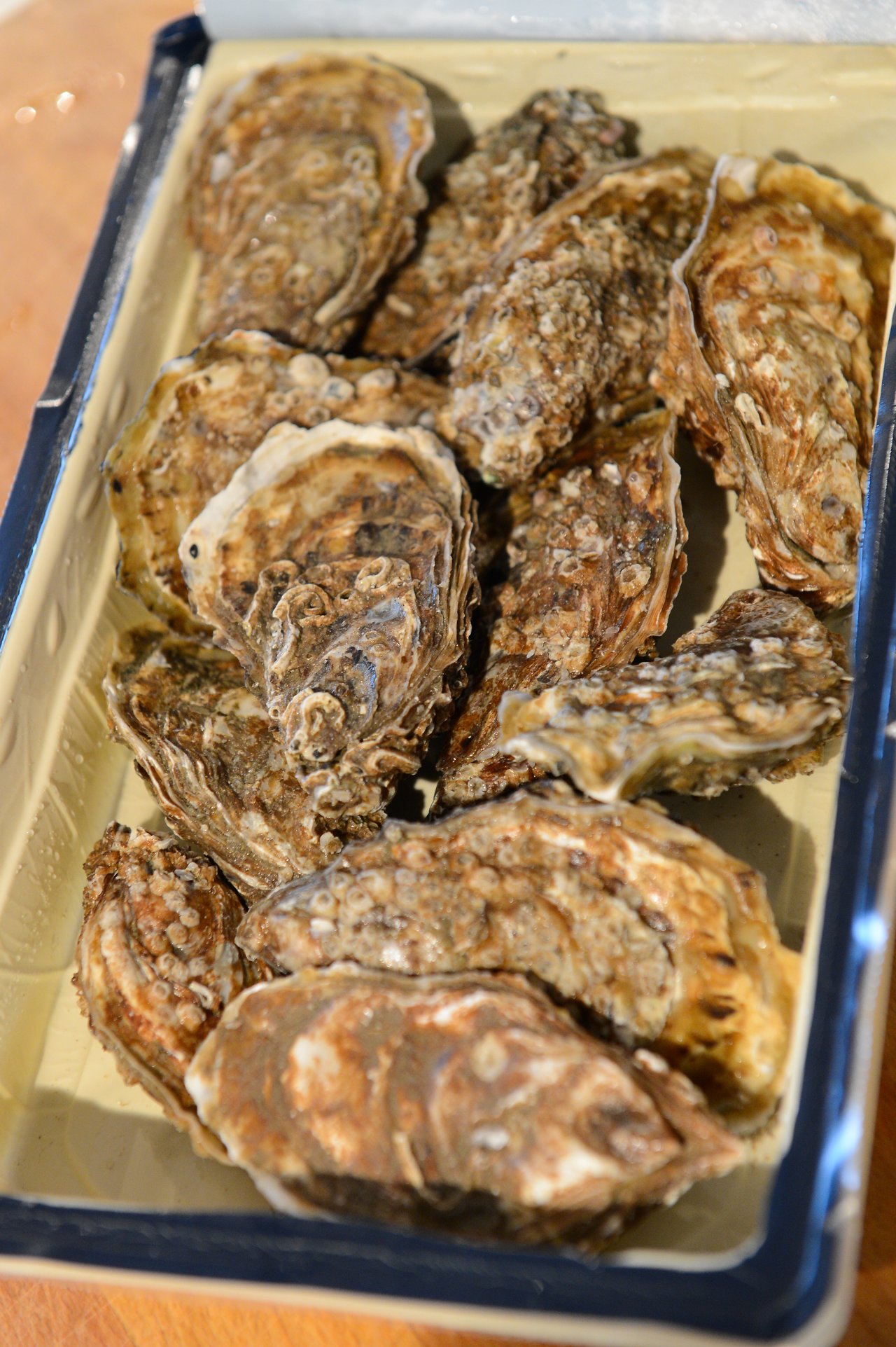 A tray filled with fresh oysters in their shells, ready to be prepared or served.