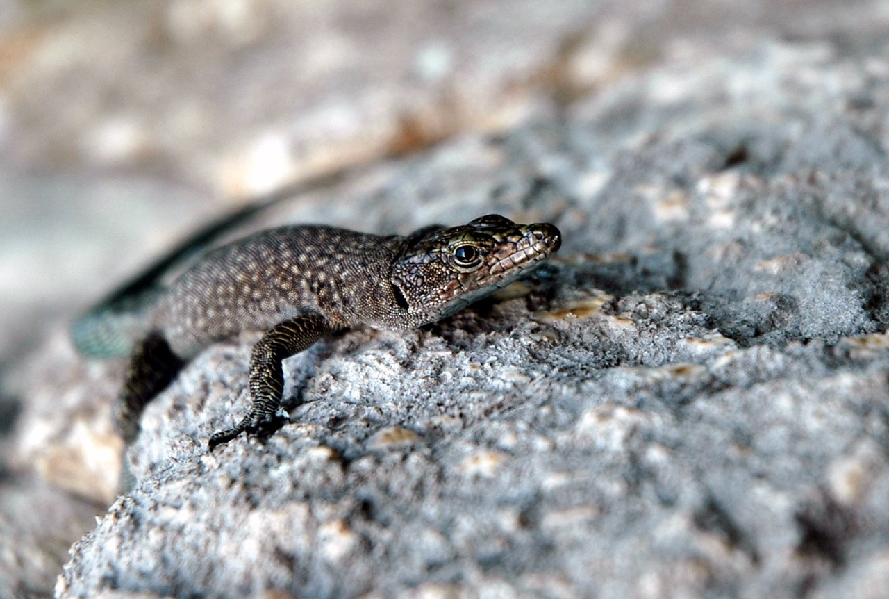 A small lizard with textured skin rests on a rocky surface, its head raised and eyes alert.