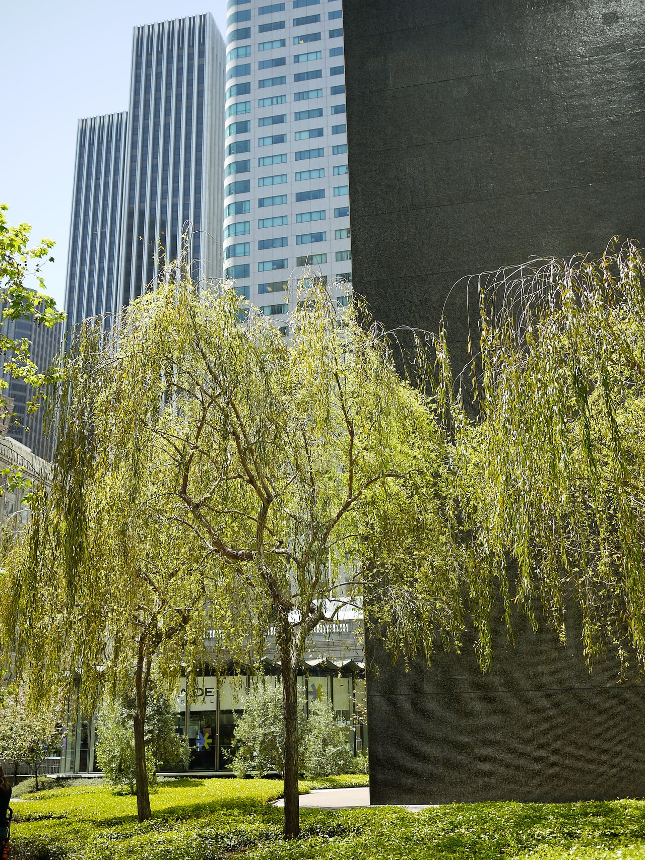 Green trees and plants in an urban park with tall modern buildings in the background.