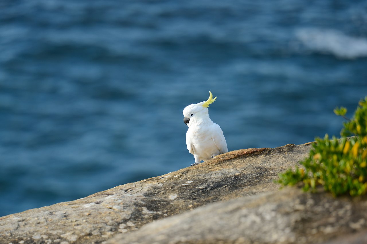 A white cockatoo with a yellow crest stands on a rocky surface near the ocean.