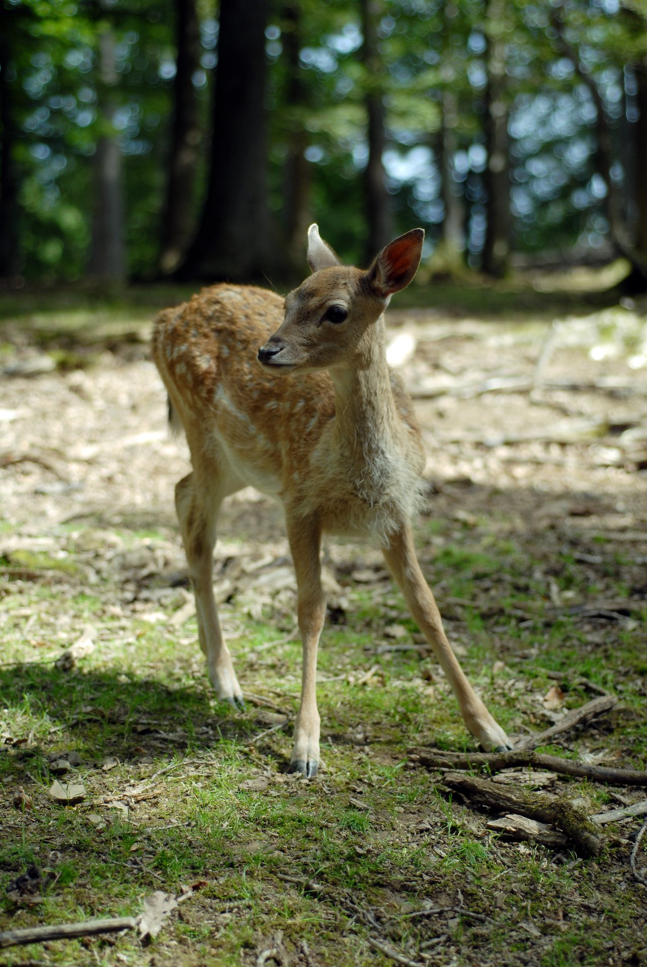 A young deer stands on a forest floor, looking to the side with its ears alert.