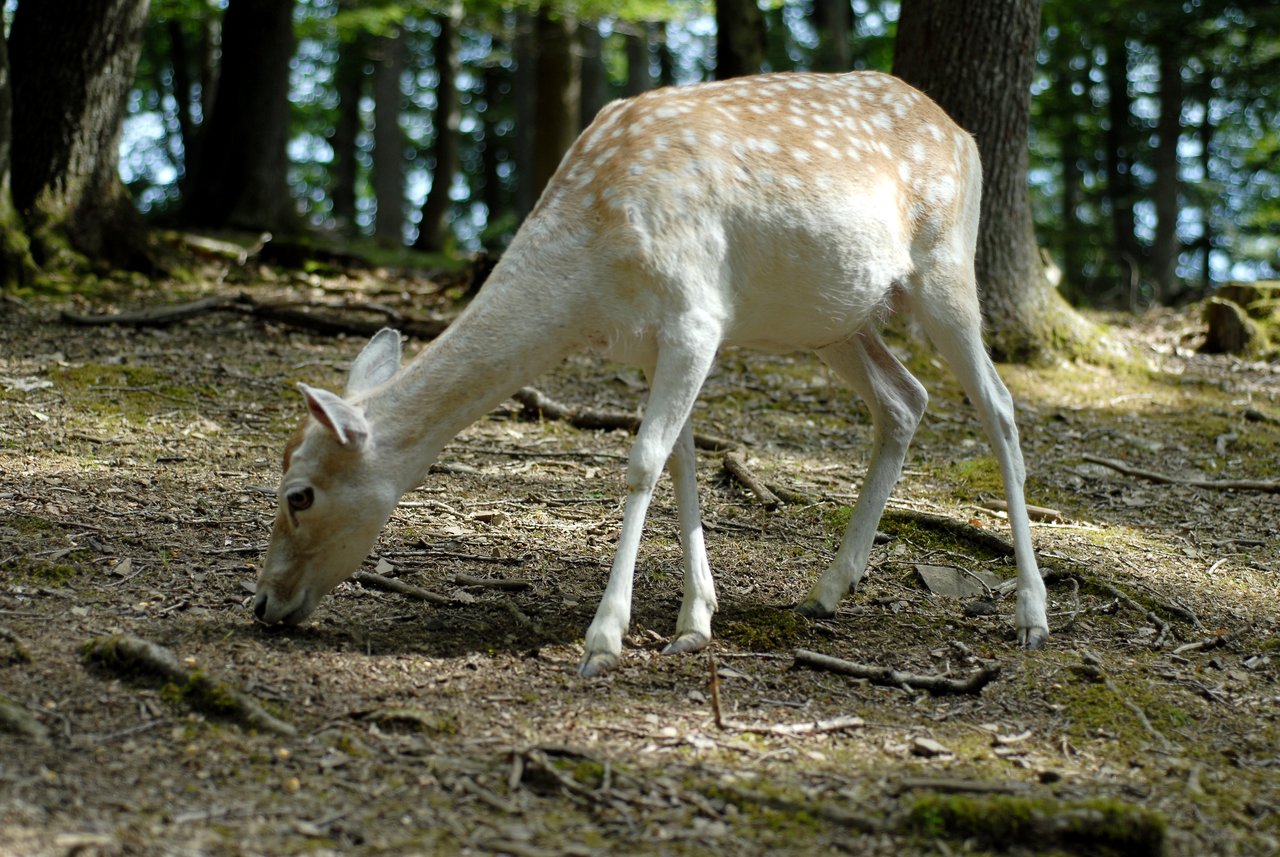 A light-colored deer with white spots grazes on the forest floor, lowering its head to eat.