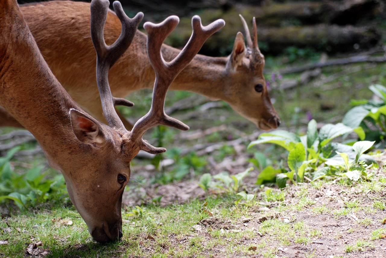 Two deer with antlers grazing on grass in a forested area.