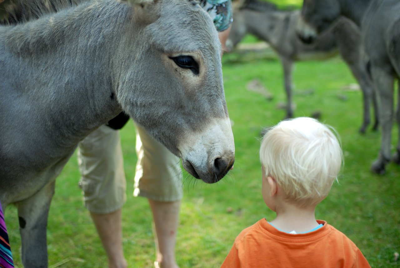 A donkey and a young child stand face to face in a grassy area with other donkeys nearby.