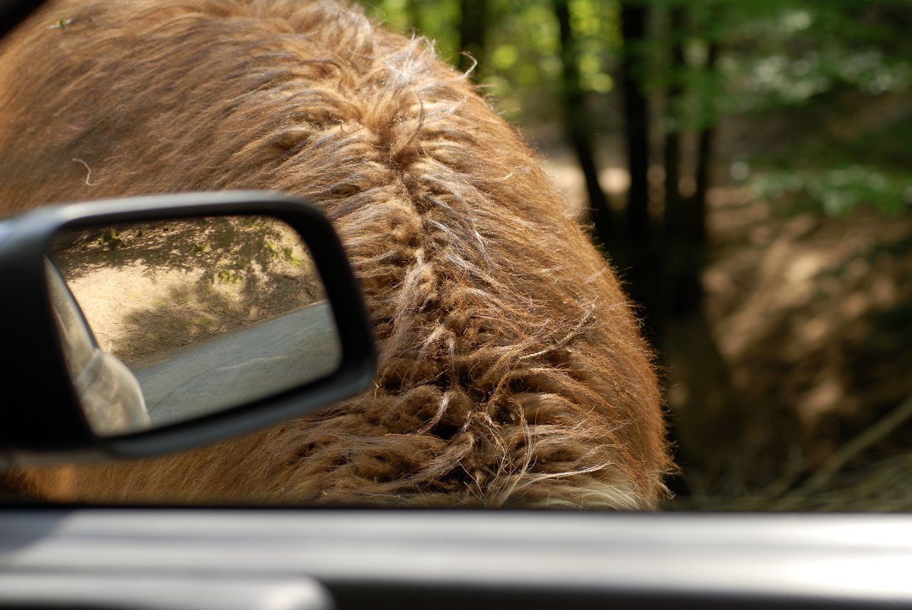 A close-up of a llama's back seen through a car window, with a side mirror reflecting the road.
