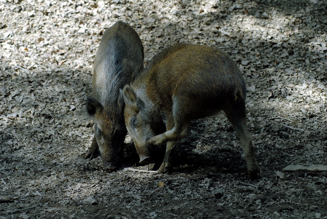 Two wild boars digging in the dirt with their snouts, one lifting its front leg.