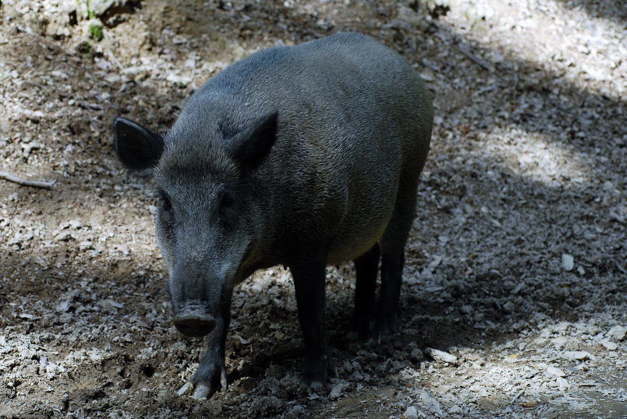 A wild boar stands on a dirt-covered forest floor, looking forward with its dark fur and sturdy build.