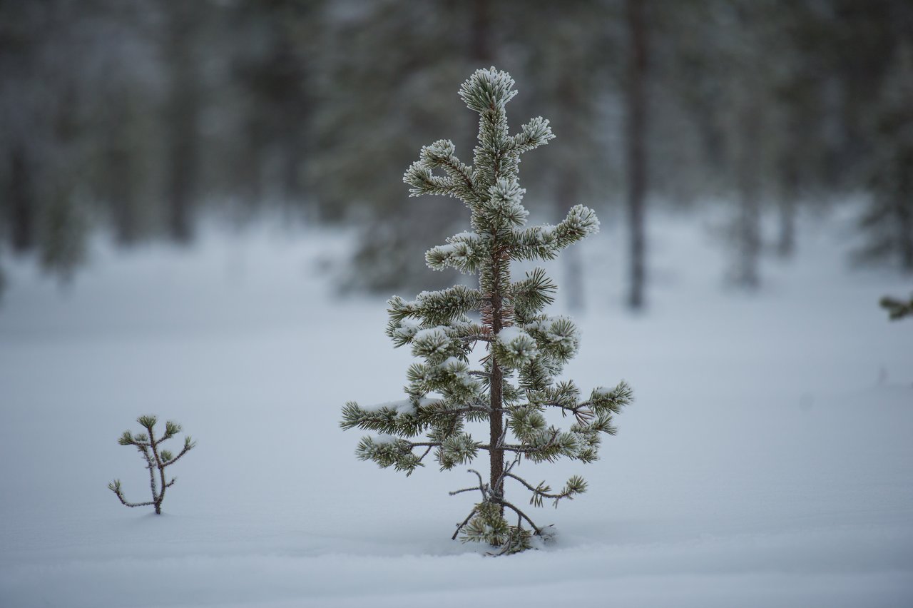 A small pine tree covered in snow stands in a snowy landscape with blurred trees in the background.