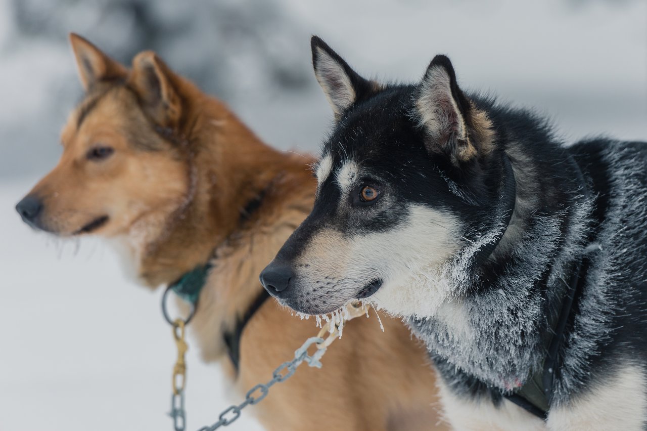 Two sled dogs with frost on their fur stand in the snow, harnessed and ready for dog sledding.