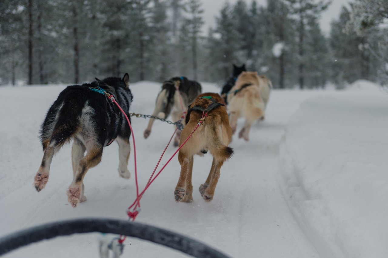 A team of sled dogs runs through the snow, pulling a sled along a snowy trail in a forest.