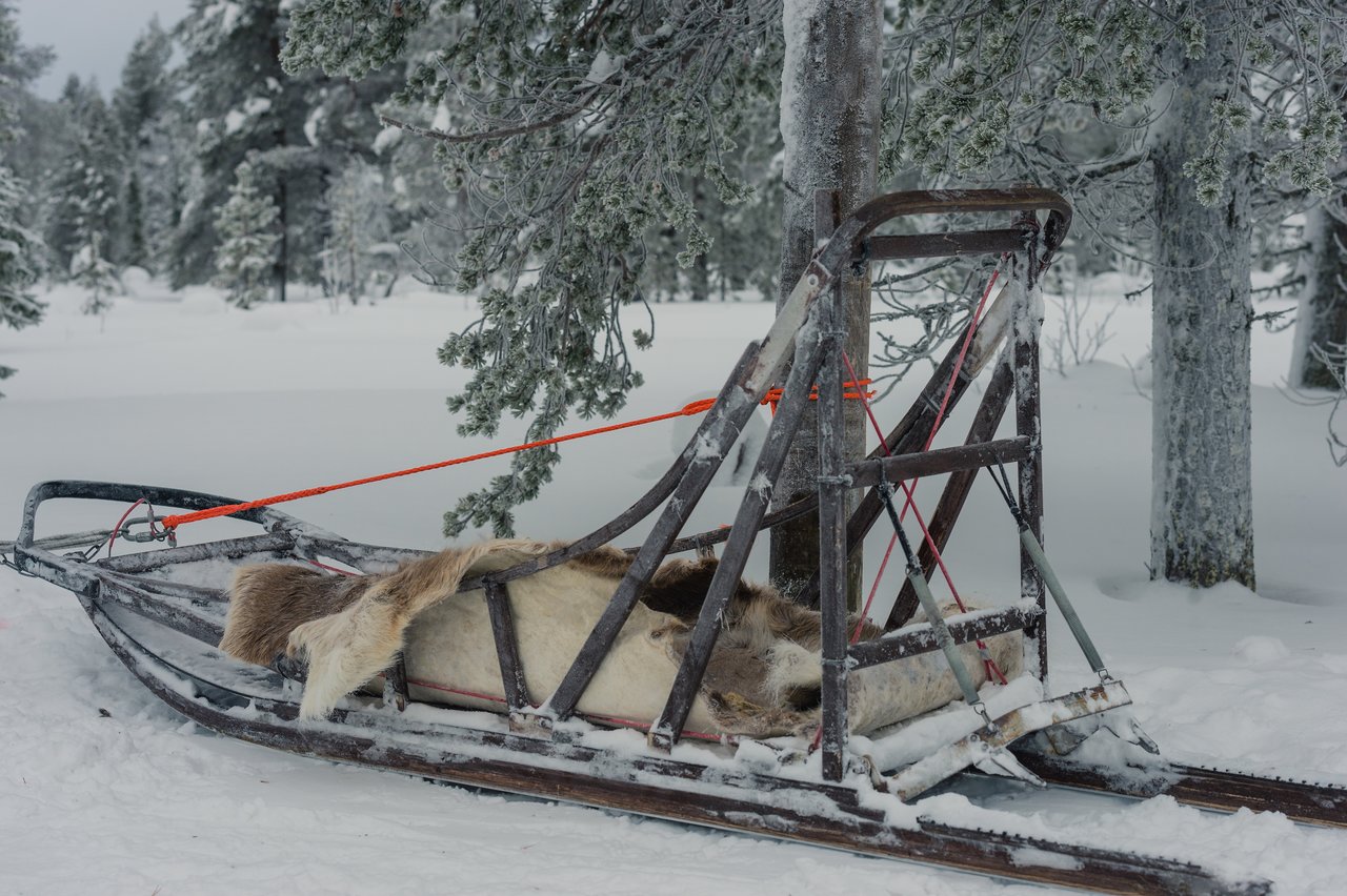 A wooden dog sled with fur blankets is tied to a tree in a snowy forest.