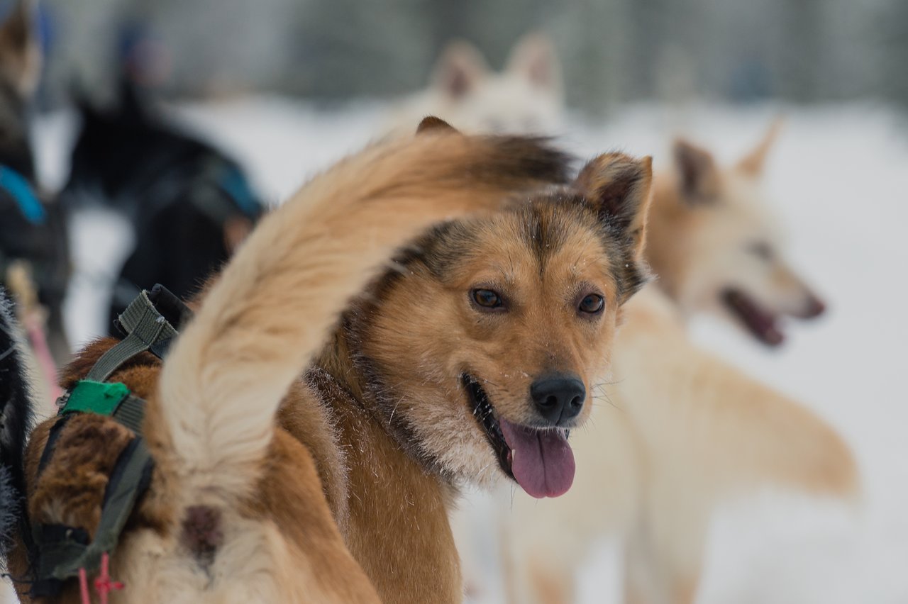 A sled dog with a harness looks back, panting, while other sled dogs stand in the snowy background.