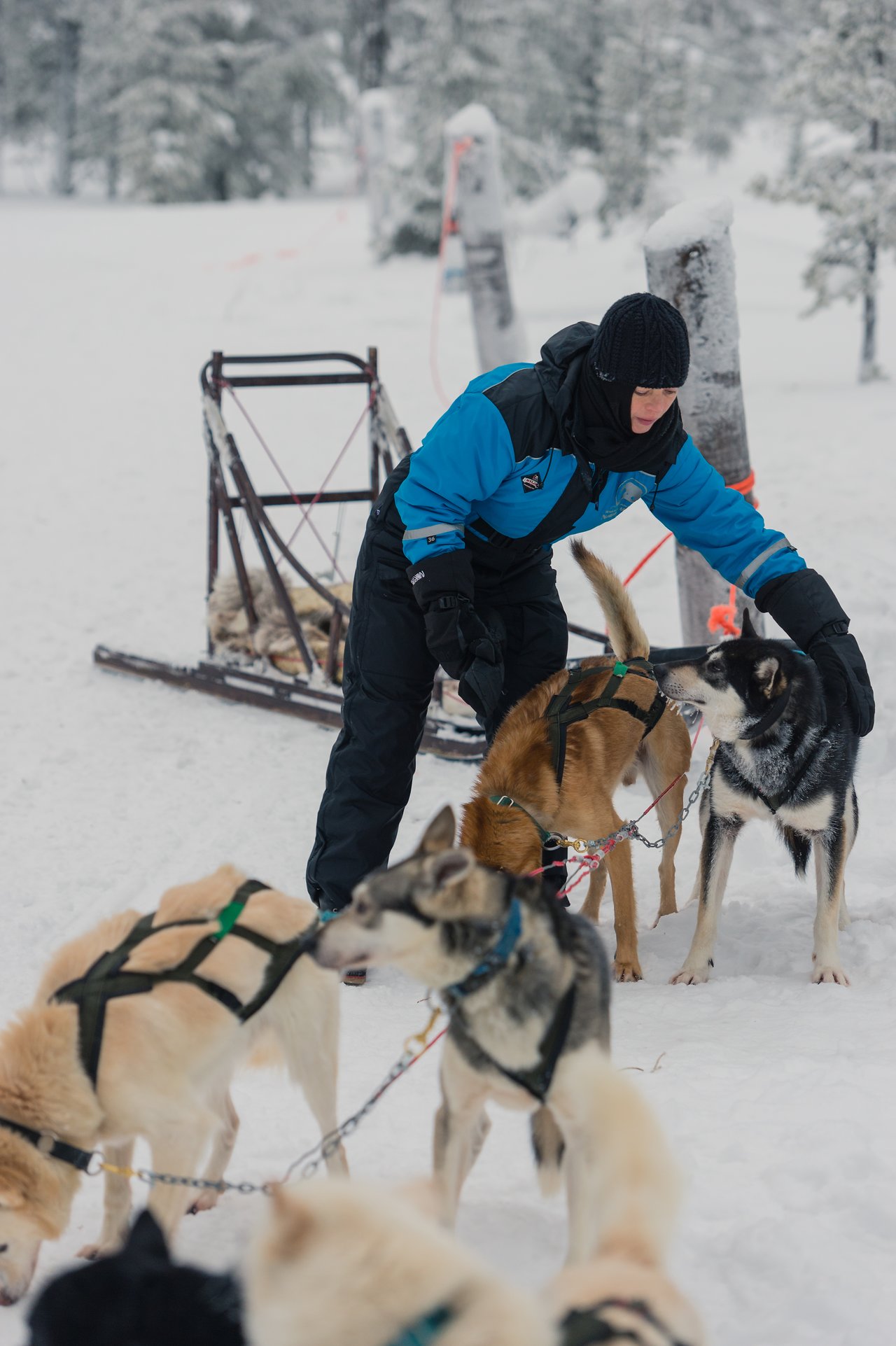 A person in winter gear prepares sled dogs in harnesses for a ride on snowy terrain.