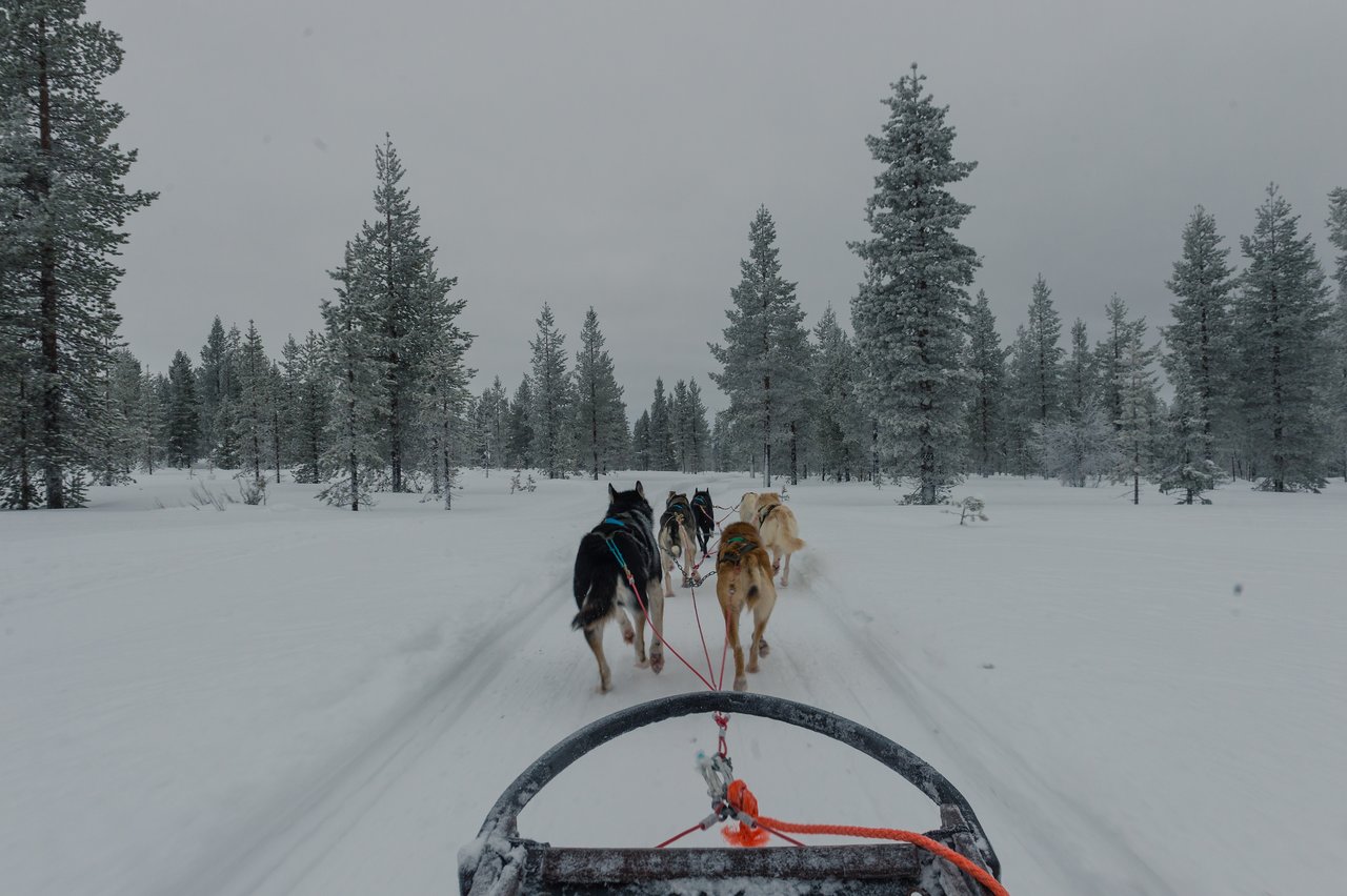 A team of sled dogs pulls a sled through a snowy forest on a winter dog sledding adventure.