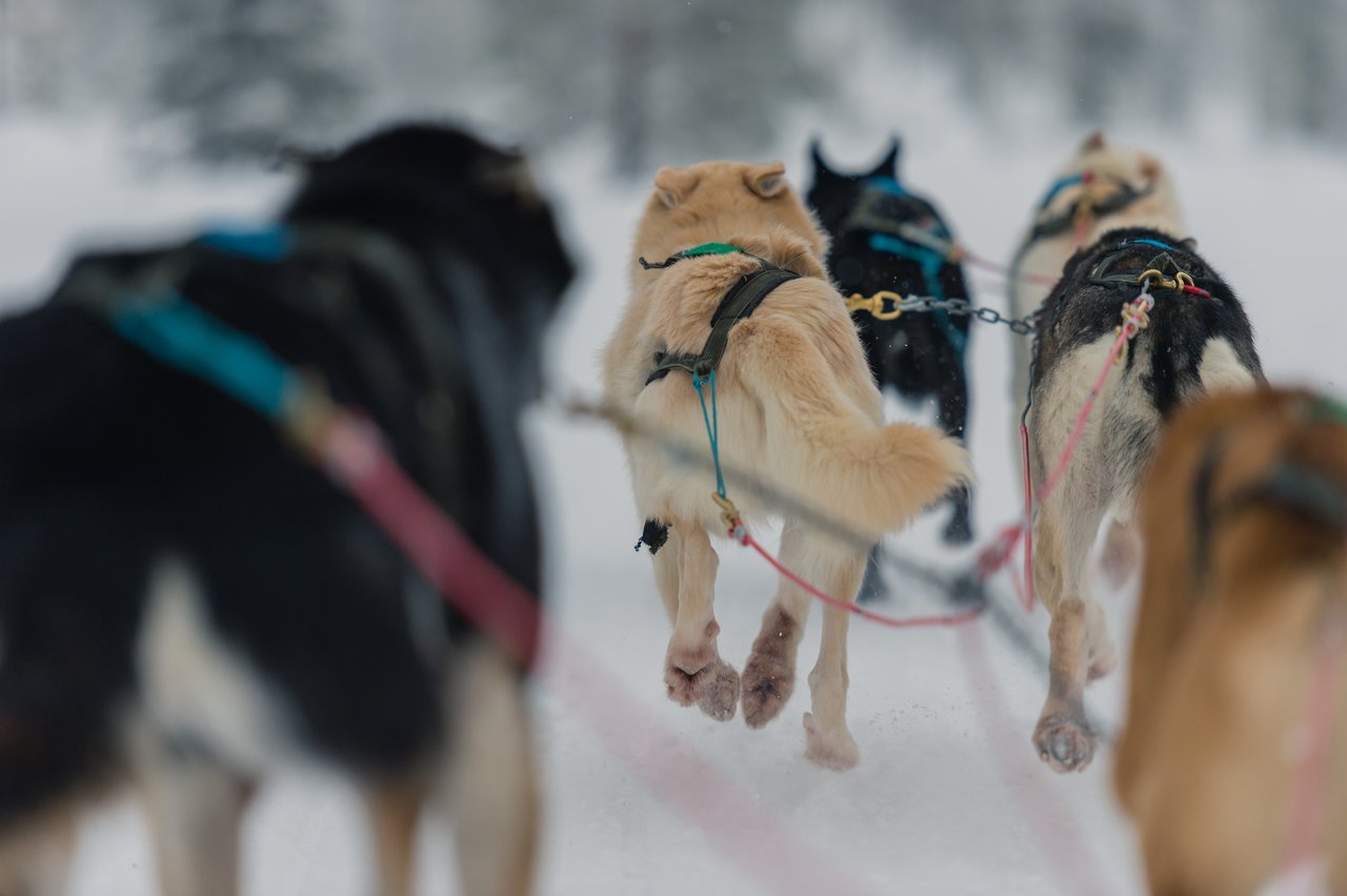 A team of sled dogs runs through the snow, harnessed together and pulling a sled.
