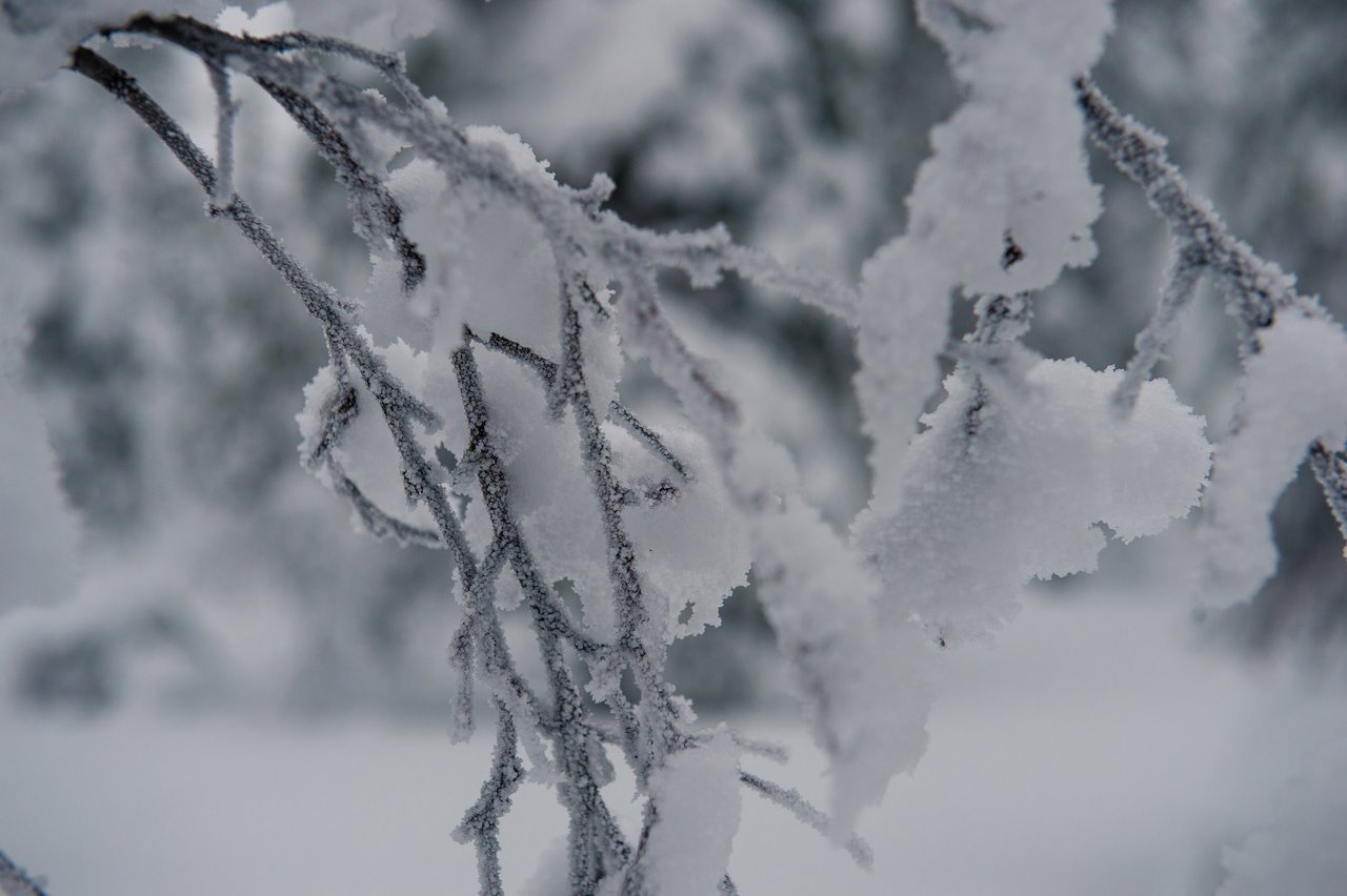 Close-up of thin tree branches covered in frost and snow, with a blurred snowy background.