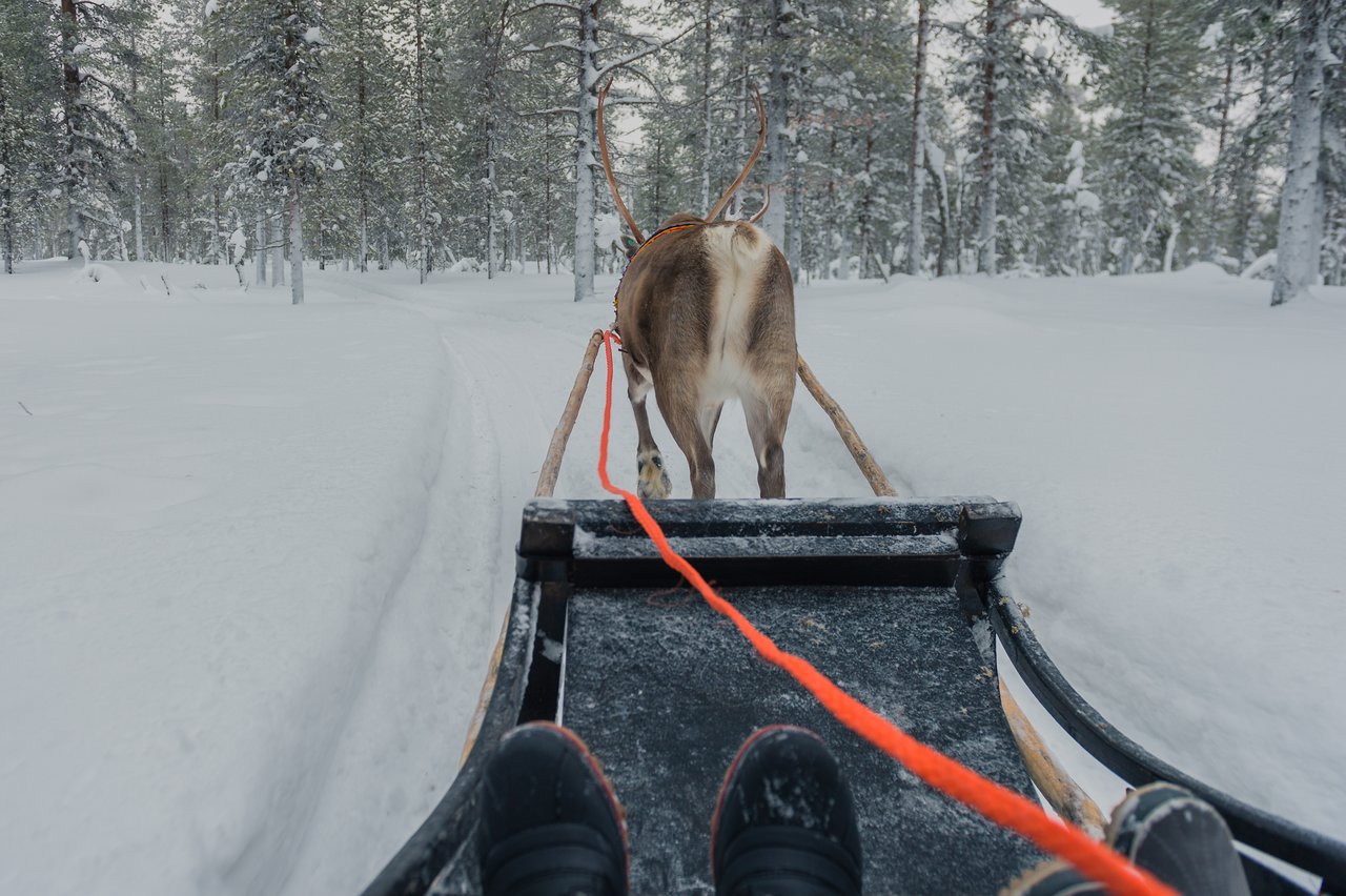 A reindeer pulls a sled through a snowy forest, with a rider's feet visible in the foreground.