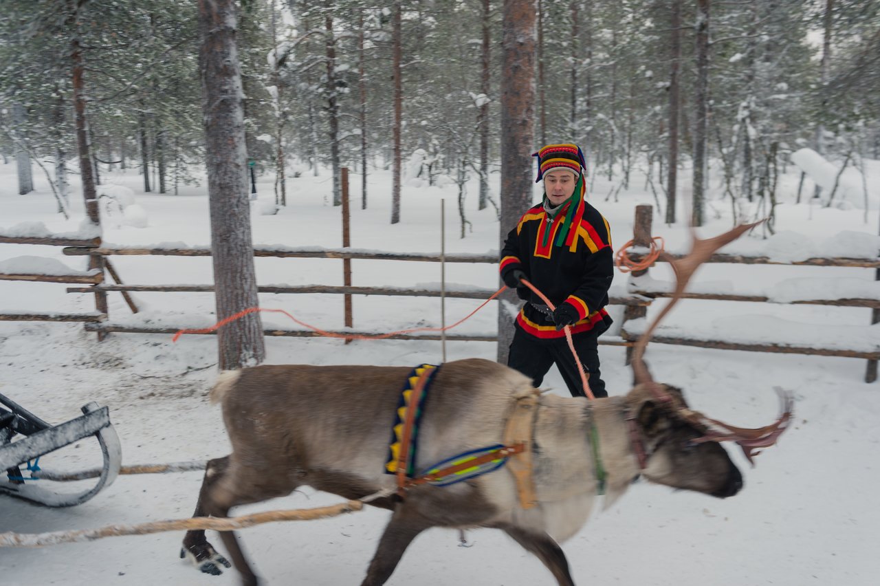 A person in traditional clothing guides a reindeer pulling a sled through a snowy forest.