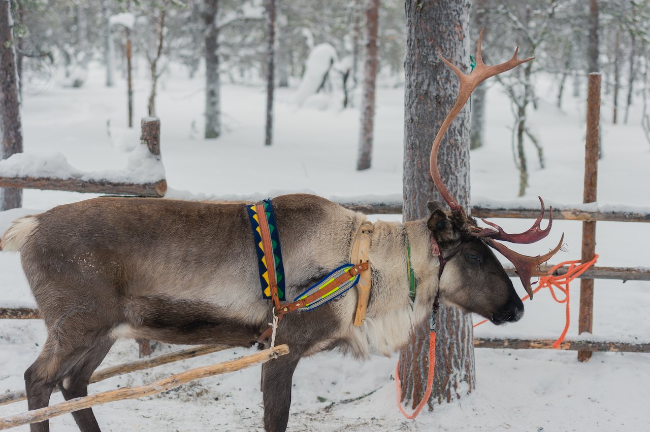 A reindeer wearing a colorful harness is attached to a wooden sled in a snowy forest.