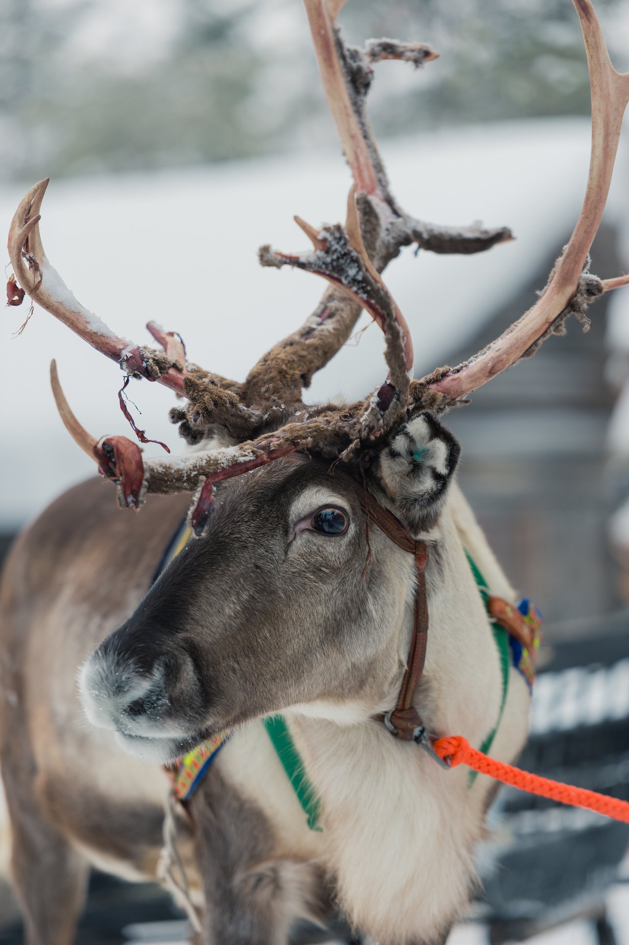 A reindeer wearing a harness stands in the snow, attached to an orange rope for sledding.