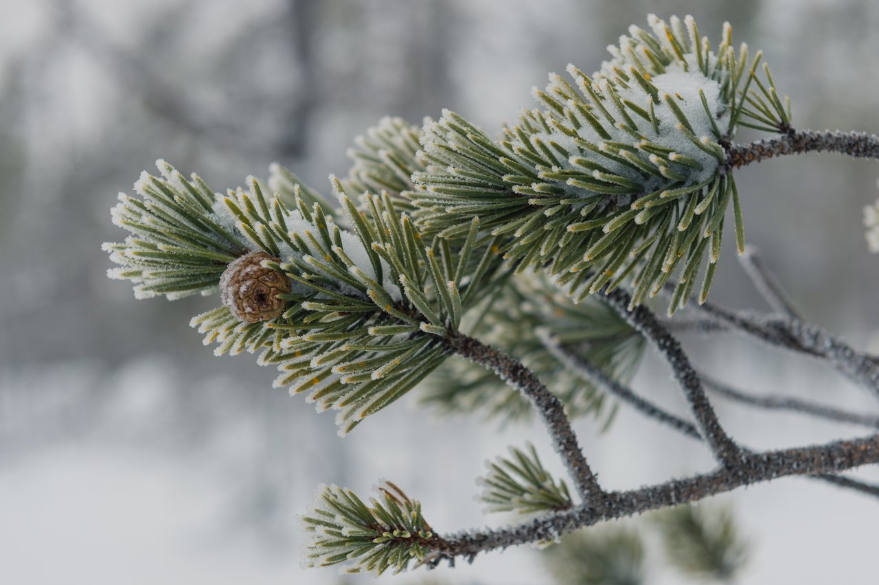 A close-up of a snow-covered pine twig with green needles and a small brown pine cone.