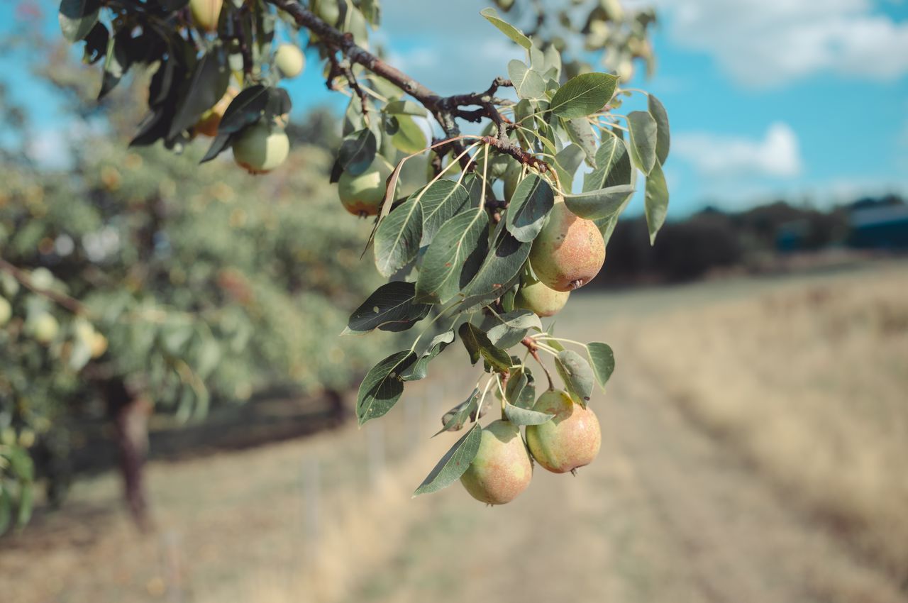 A pear tree branch with ripe pears hanging, set in a rural landscape in the Mosel region.