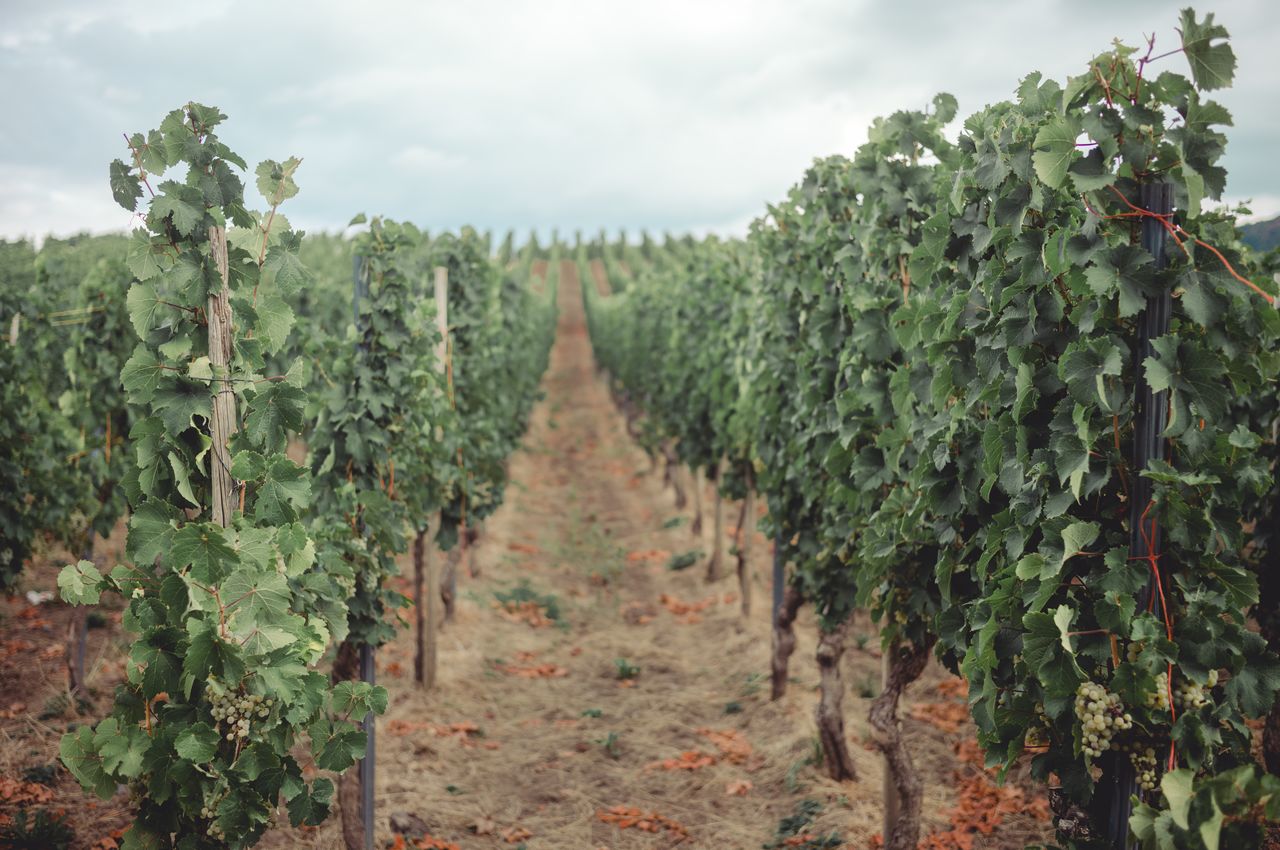 Rows of green grapevines in a Riesling vineyard in Trittenheim, Germany, with grapes growing on the vines.