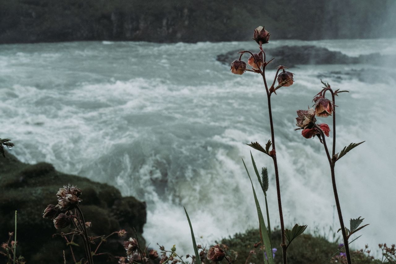 Close-up of wildflowers in front of Gullfoss waterfall, with rushing water cascading over rocky cliffs in Iceland.